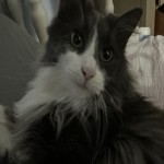Comethaze's Avatar